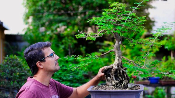 Bonsai sobre pedra