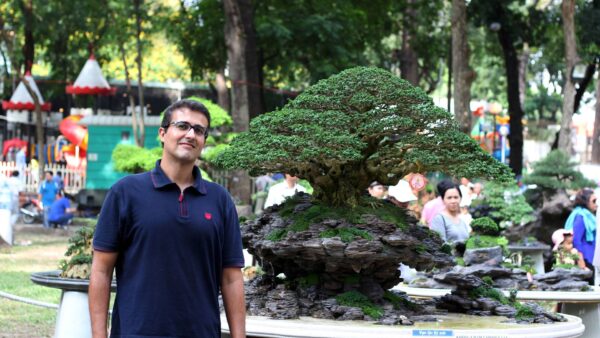 BONSAI SOBRE PEDRA